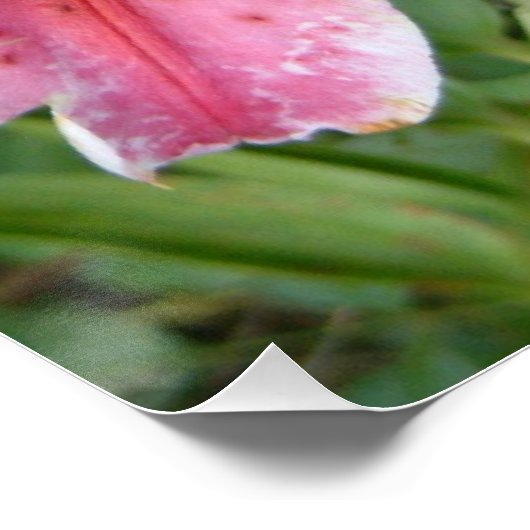 Stargazer Lilies Garden Floral Poster (Hoek)