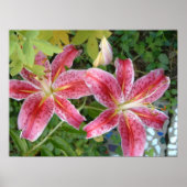 Stargazer Lilies Garden Floral Poster (Voorkant)