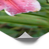 Stargazer Lilies Garden Floral Poster (Hoek)