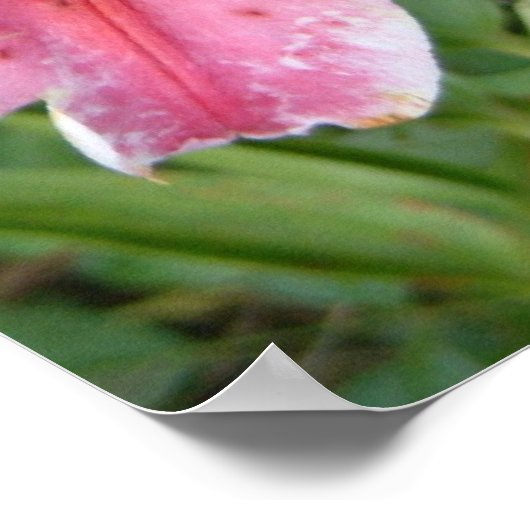 Stargazer Lilies Garden Floral Poster (Hoek)