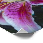 Stargazer Lilies Pink & Magenta Poster (Hoek)