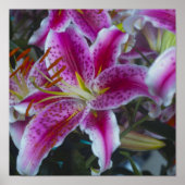 Stargazer Lilies Pink & Magenta Poster (Voorkant)