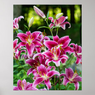 Stargazer Lilies Poster