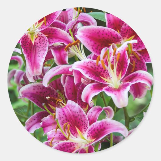 Stargazer Lilies Ronde Sticker (Voorkant)