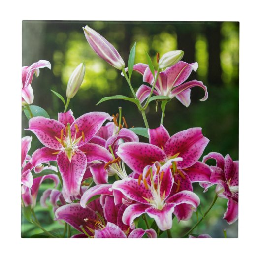 Stargazer Lilies Tegeltje (Voorkant)