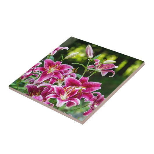 Stargazer Lilies Tegeltje (Zijkant)