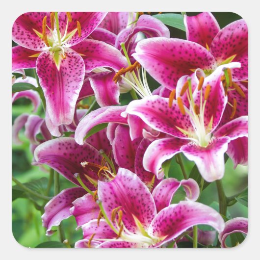 Stargazer Lilies Vierkante Sticker (Voorkant)
