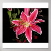 Stargazer Lilly Poster (Voorkant)