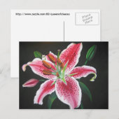 Stargazer lily briefkaart (Voorkant / Achterkant)