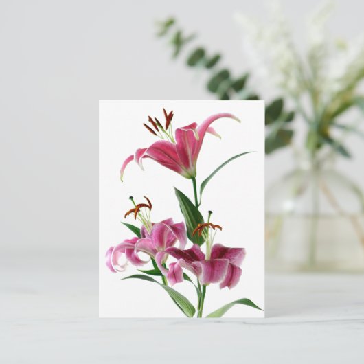 Stargazer Lily Briefkaart (Staand voorkant)