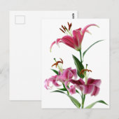 Stargazer Lily Briefkaart (Voorkant / Achterkant)