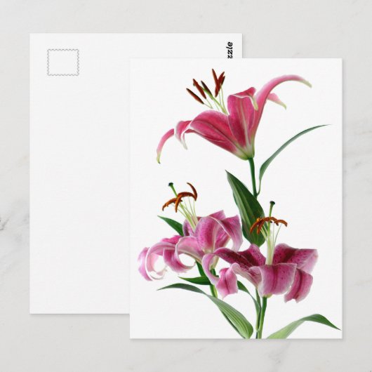 Stargazer Lily Briefkaart (Voorkant / Achterkant)