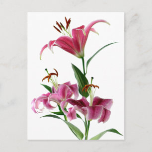 Stargazer Lily Briefkaart