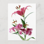 Stargazer Lily Briefkaart (Voorkant)