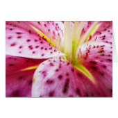 Stargazer Lily Bright Magenta Floral (Voorkant Horizontaal)