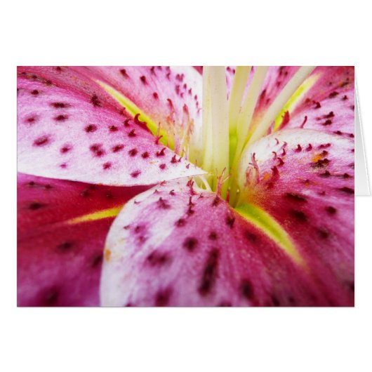 Stargazer Lily Bright Magenta Floral (Voorkant Horizontaal)