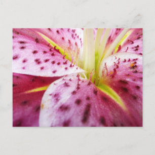 Stargazer Lily Bright Magenta Floral Briefkaart