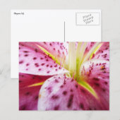 Stargazer Lily Bright Magenta Floral Briefkaart (Voorkant / Achterkant)