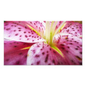 Stargazer Lily Bright Magenta Floral Foto Afdruk (Voorkant)