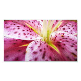 Stargazer Lily Bright Magenta Floral Foto Afdruk