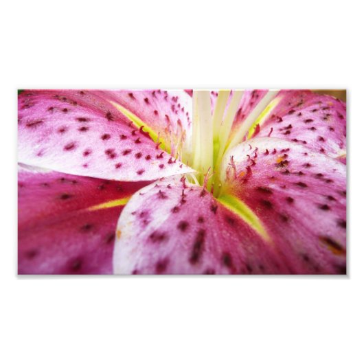 Stargazer Lily Bright Magenta Floral Foto Afdruk (Voorkant)