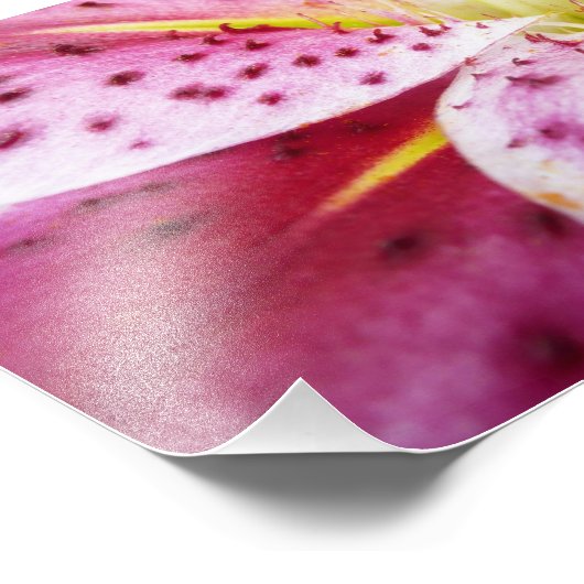 Stargazer Lily Bright Magenta Floral Foto Afdruk (Hoek)