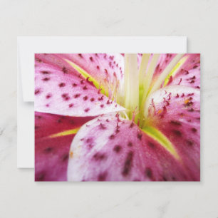 Stargazer Lily Bright Magenta Floral Kaart