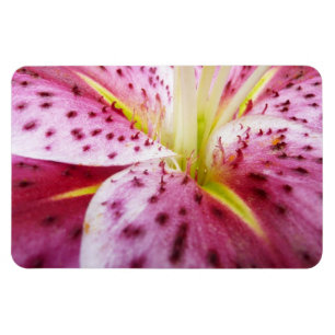 Stargazer Lily Bright Magenta Floral Magneet