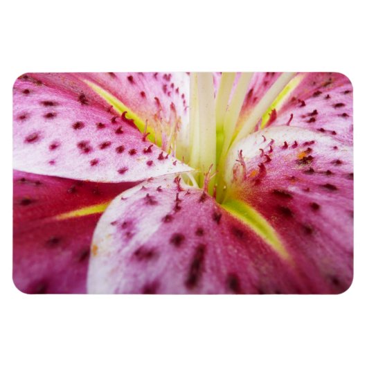 Stargazer Lily Bright Magenta Floral Magneet (Horizontaal)