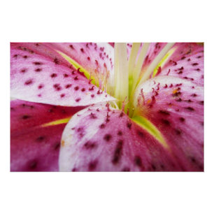 Stargazer Lily Bright Magenta Floral Perfect Poster