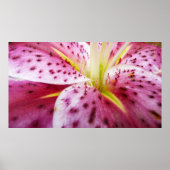 Stargazer Lily Bright Magenta Floral Poster (Voorkant)