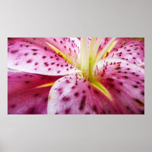 Stargazer Lily Bright Magenta Floral Poster (Voorkant)