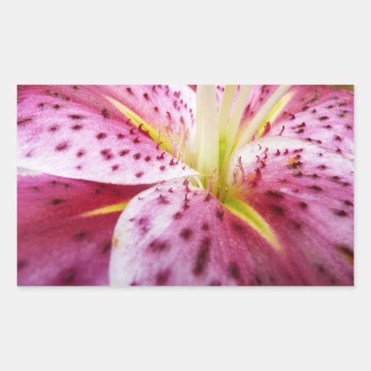 Stargazer Lily Bright Magenta Floral Rechthoekige Sticker (Voorkant)