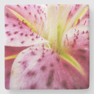 Stargazer Lily Bright Magenta Floral Stenen Onderzetter