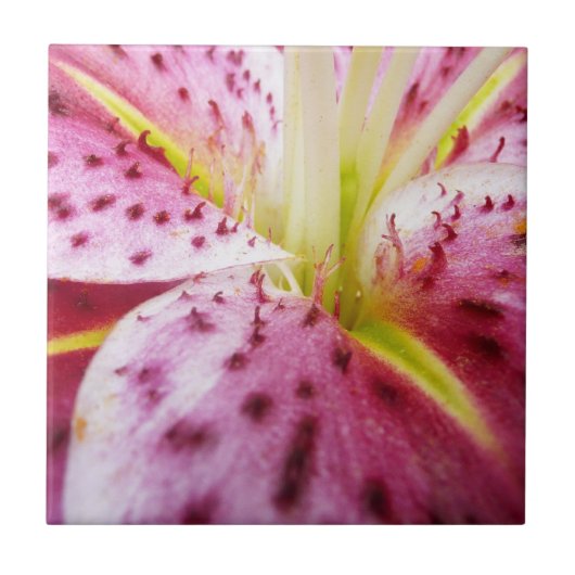 Stargazer Lily Bright Magenta Floral Tegeltje (Voorkant)