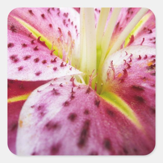 Stargazer Lily Bright Magenta Floral Vierkante Sticker (Voorkant)