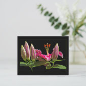 Stargazer Lily Buds en Bloom Briefkaart (Staand voorkant)
