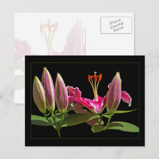 Stargazer Lily Buds en Bloom Briefkaart (Voorkant / Achterkant)