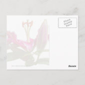 Stargazer Lily Buds en Bloom Briefkaart (Achterkant)