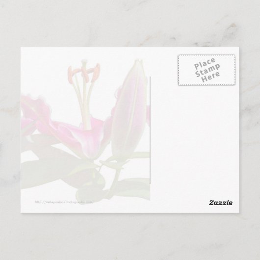 Stargazer Lily Buds en Bloom Briefkaart (Achterkant)