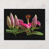 Stargazer Lily Buds en Bloom Briefkaart (Voorkant)