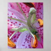 Stargazer Lily Digital Painting Poster (Voorkant)