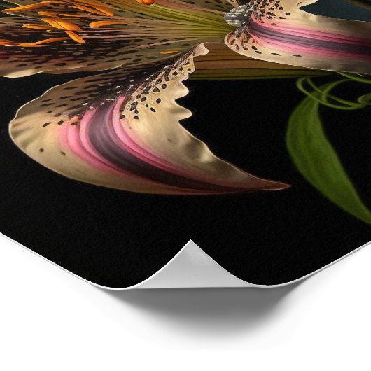 Stargazer Lily Flowers Art Print Poster (Hoek)