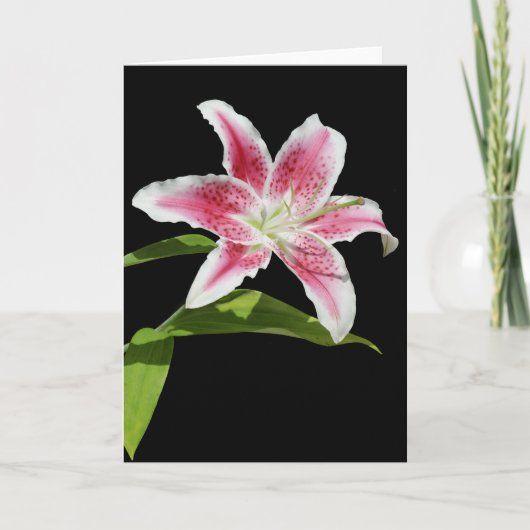 Stargazer Lily Kaart (Voorkant)