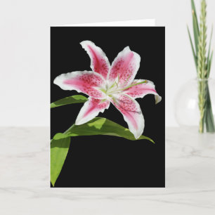 Stargazer Lily Kaart