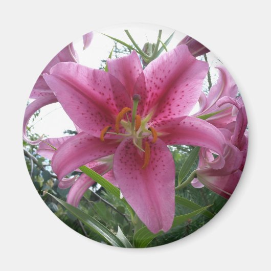 Stargazer Lily Magneet (Voorkant)