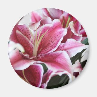 Stargazer Lily Magneet