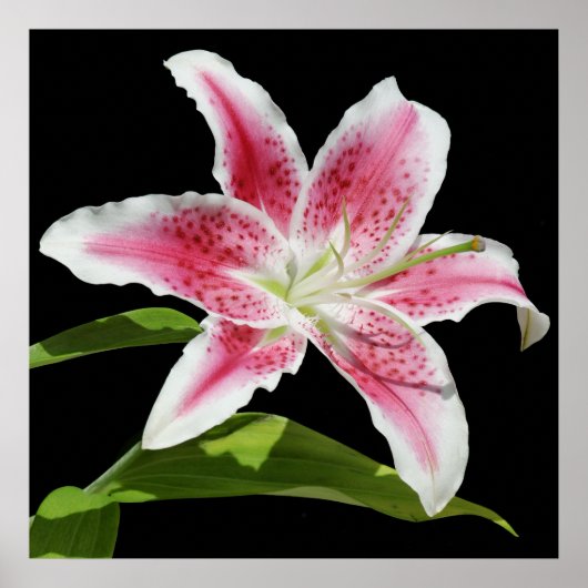 Stargazer Lily Poster (Voorkant)