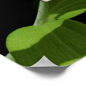 Stargazer Lily Poster (Hoek)