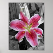 Stargazer Lily Poster (Voorkant)